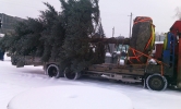 Как можно перевезти крупномерное дерево в Красноярске